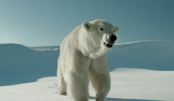 Featured Image for TIFF 2016 Review: Two Lovers and a Bear courtesy of Courtesy TIFF  | CJRU