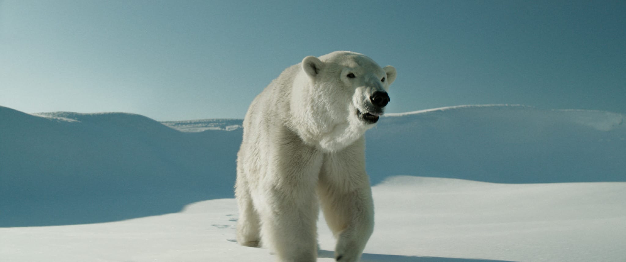 Featured Image for TIFF 2016 Review: Two Lovers and a Bear courtesy of Courtesy TIFF  | CJRU