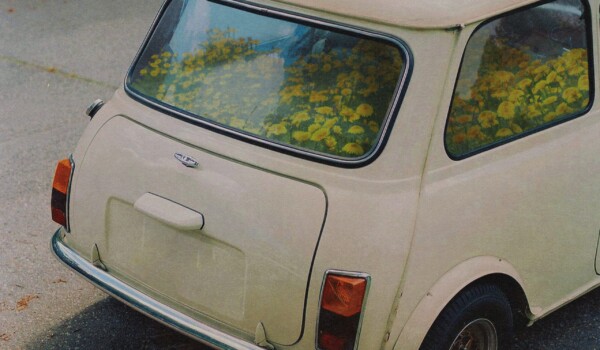 SAID THE WHALE- DANDELION