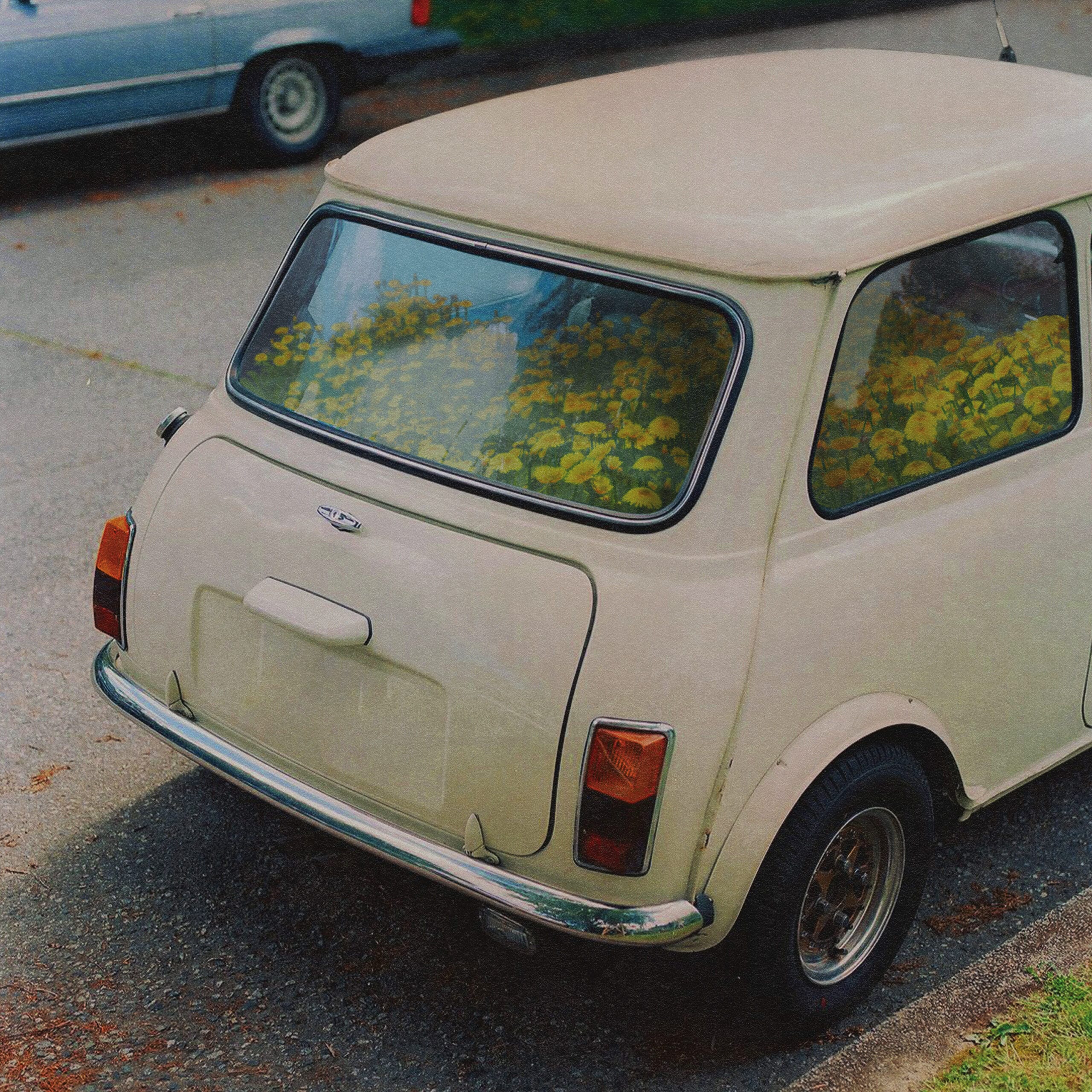 SAID THE WHALE- DANDELION