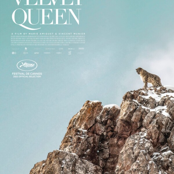 The Velvet Queen with a leopard at the top